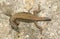 A beautiful Wall Lizard Podarcis muralis sunning itself on a stone wall.