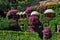 Beautiful wall overgrown bougainvillea with sun visors