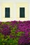 Beautiful wall overgrown bougainvillea with window shutters