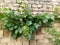 A beautiful wall plant looking great vale bricks behind green leaves wonderfull front lemon plant and this is amazing grapes  .