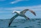 A Beautiful Wandering Albatross Soars Close to the Ocean Surface