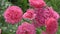 beautiful warm- pink color roses blossom bush in garden . close up.