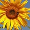 Beautiful warm sunflower against the background of blue sky