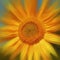 Beautiful warm sunflower background