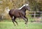 The beautiful warmblood mare runs on a meadow
