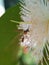 Beautiful wasp crawling on water apple flower hunting nectar honey