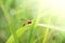 A beautiful wasp perched on leaf in the morning