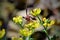 A beautiful wasp Polistes canadensis on the flower of Ruta graveolens