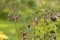 Beautiful Water Avens, Geum rivale, flowers