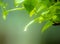 Beautiful water drop on the  branch of Green tree with sunlight background and copy space in the morning holiday.