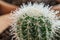 Beautiful Water Droplet on the Cactus. Close up of a wet cactus.