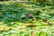 Beautiful water lilies bloom in the lake in Tsvermaghala park, Georgia