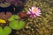 Beautiful water lilies plants filtering water at natural swimming pond