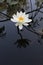 Beautiful water lilly Nymphaeaceae flower in pond. Lotus. Floral, natural.
