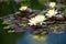 Beautiful water lily flowers, tropic nature