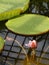 Beautiful water lily and its giant leaves