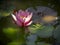A beautiful water lily Marliacea Rosea with delicate petals is opened in a pond on a background