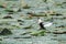 Beautiful water pheasant closeup