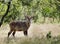 A beautiful Waterbuck in the grassland of Ol Pejeta Conservancy