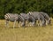 Beautiful Waterbucks and Burchell`s Zebra on the African Plains