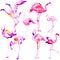 Beautiful watercolor flamingos, isolated on a white. Big set.