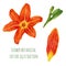 Beautiful watercolor flowers orange lilies with plant elements. Botanical vector illustration