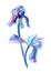 Beautiful watercolor illustration of iris in blue and violet colors isolated on white. Flower Iris hybrid, Iris barabata