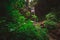 Beautiful waterfall in Boquete part of Panama called the hidden waterfalls. Beautiful jungle setting with lush greens and big moss