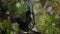 Beautiful waterfall on green mossy rocks. Water stream flowing in rocky path among wild forest. Wild mountain waterfall