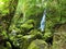 Beautiful Waterfall and Moss Covered Rocks in Olympic National F