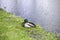 A Beautiful waterfowl duck with green head