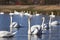 beautiful waterfowl group Swan bird on the lake in spring