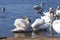 beautiful waterfowl group Swan bird on the lake in spring