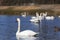 beautiful waterfowl group Swan bird on the lake in spring