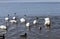 beautiful waterfowl group Swan bird on the lake in spring