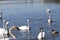 beautiful waterfowl group Swan bird on the lake in spring