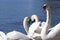 beautiful waterfowl group Swan bird on the lake in spring