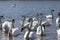 beautiful waterfowl group Swan bird on the lake in spring