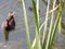 beautiful waterfowl wild bird reed swimming in the lake