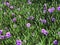 Beautiful waterkanon or violet flower garden , or known as Watrakanu, Minnieroot, Iron root, Feverroot, Popping pod, Cracker plan
