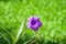 Beautiful Waterkanon, Watrakanu, Minnie root, Cracker plant, Ruellia tuberosa with sunlight in garden, Violet flowers.