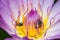 Beautiful waterlily or lotus flower with bee