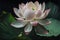 A beautiful waterlily or lotus flower, water lily in pond. Nymphaea flowers on the pond surface. generative AI