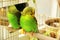 A beautiful wavy parrot sits in a cage near the mirror