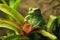 Beautiful Waxy Monkey Frog Sitting on a Plant