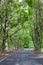 Beautiful wayside footpath trees