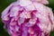 Beautiful, wealth, ornamental plant, peony, flower