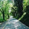 beautiful weather home full green trees inside road