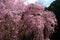 Beautiful weeping cherry tree in a Japanese temple.