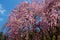 Beautiful weeping cherry tree in a Japanese temple.